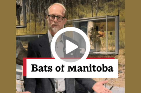 A screenshot of a video, an individual stands in front of a few glass display cases in the Museum Galleries. There's a play button over the screenshot and overlaid text reads, "Bats of Manitoba".