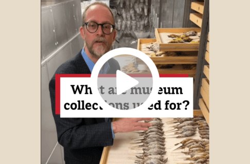 A screenshot of a video, an individual stands next to an open drawer of prepared bird specimens. There's a play button over the screenshot and overlaid text reads, "What are museum collections used for?".