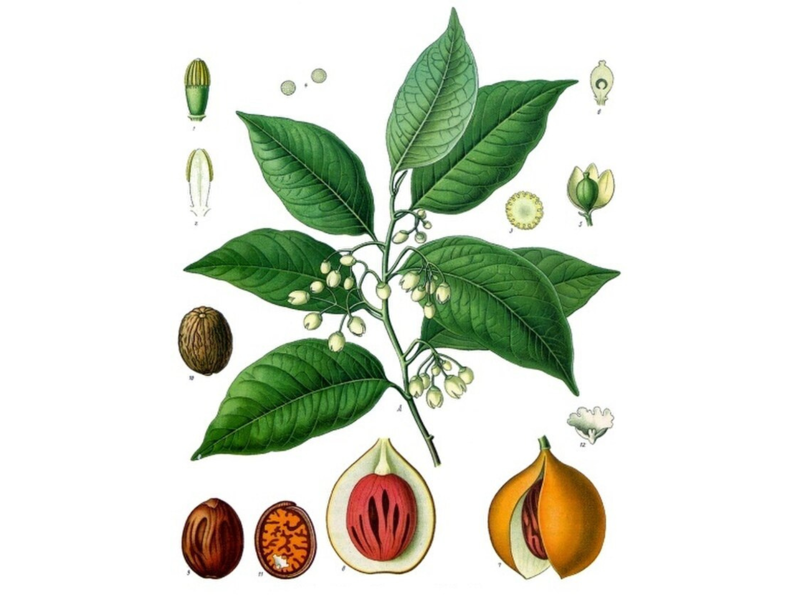 An illustration of the elements of a nutmeg plant, from seeds to flowers.