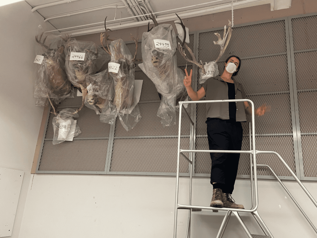A Museum staff member stands on a rolling ladder platform facing the camera beside seven taxidermied skulls fixed on the wall