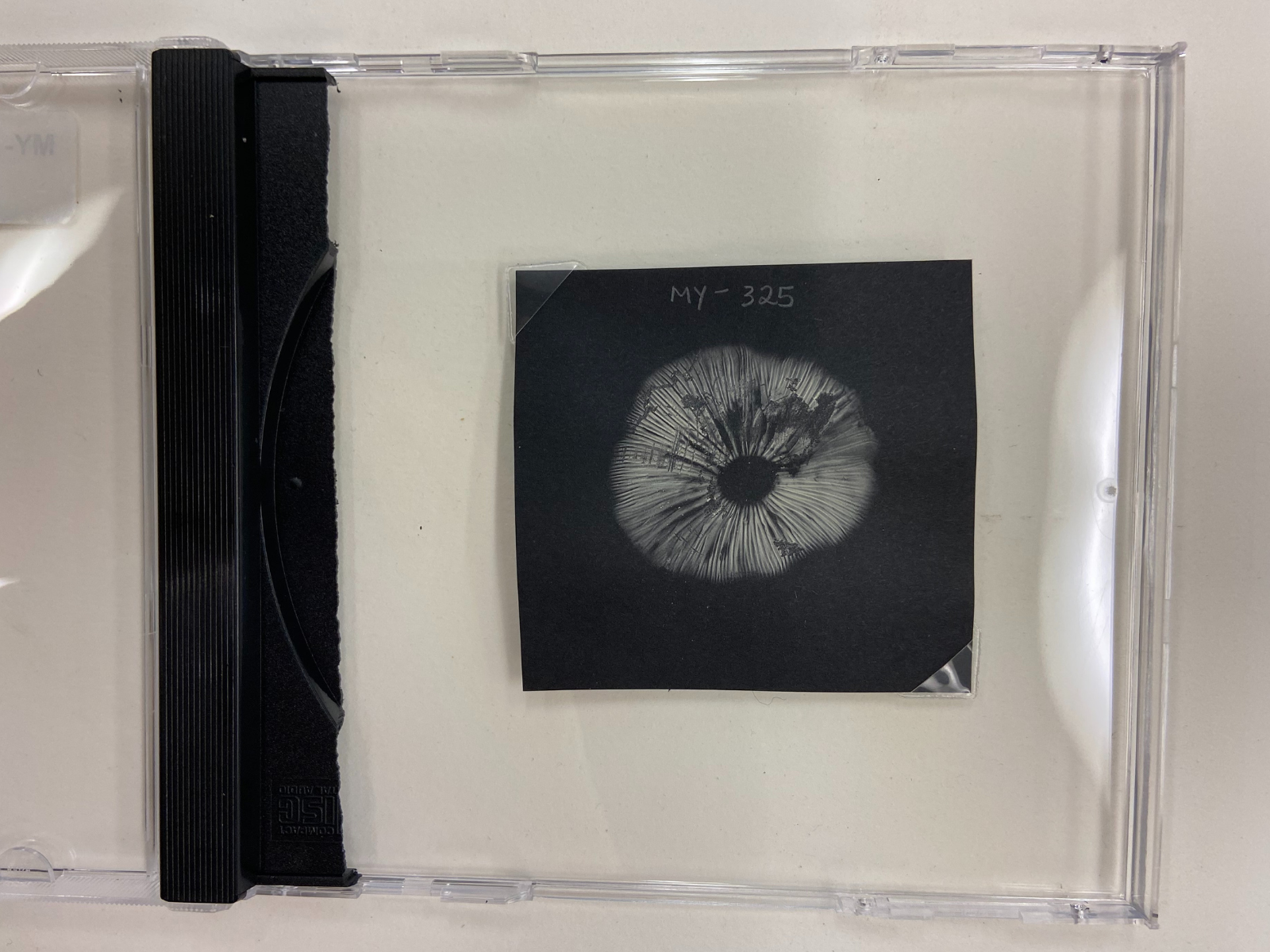A white fungal spore placed on a square of black paper inside a CD case.