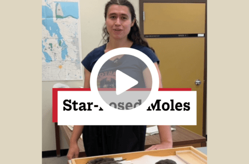 A screenshot of a video, an individual standing in a lab behind a try of cleaned and prepared small moles speaks to the camera. There's a play button over the screenshot and overlaid text reads, "Star-nosed moles".