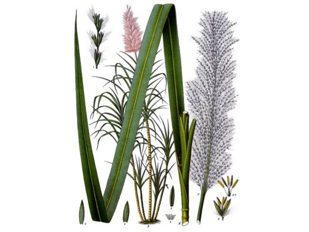 An illustration of the elements of a sugar cane plant, from seeds to flowers.