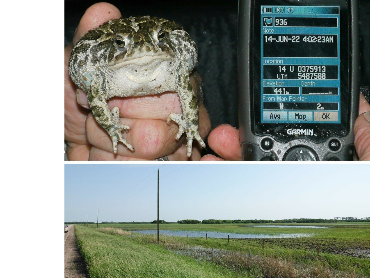 Two photographs side-by-side. Top: A Great Plain toad being held up beside a GPS unit showing day, time, and location coordinates. Bottom: Landscape photograph of a boggy field beside a road.