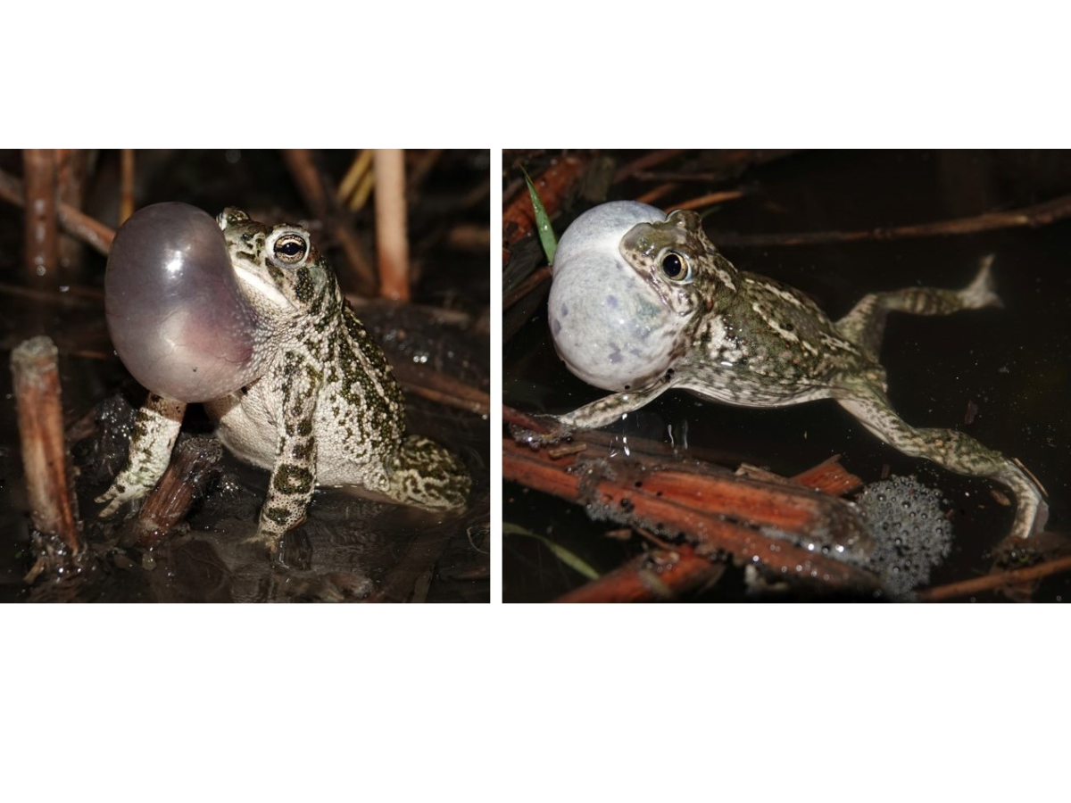 Two photograph side-by-side. Left: A Great Plains toad mostly emerged from shallow water with an expanded clear-pink vocal sac. Right: A Plains spadefoot toad swimming through shallow water with an expanded milky-white vocal sac.