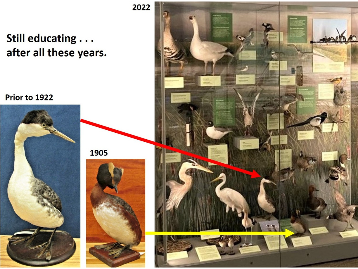On the right, a photograph of a glass display case containing specimens of many different kinds of birds. On the left are two close-cropped photos of specific specimens with text above reading, “Still educating... after all these years.” Above one bird reads, “prior to 1922” accompanied by an arrow pointing to the same bird in the case on the right. Above the other bird reads, “1905” accompanied by an arrow pointing to the same bird in the case on the right.