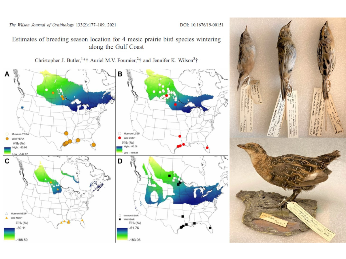 On the right, photographs of four bird specimens. Ont he left, four maps illustrating the breeding season for 4 mesic prairie bird species wintering along the Gulf Coast. The four maps of central North America show differing sized blue and green shaded sections across the prairies.