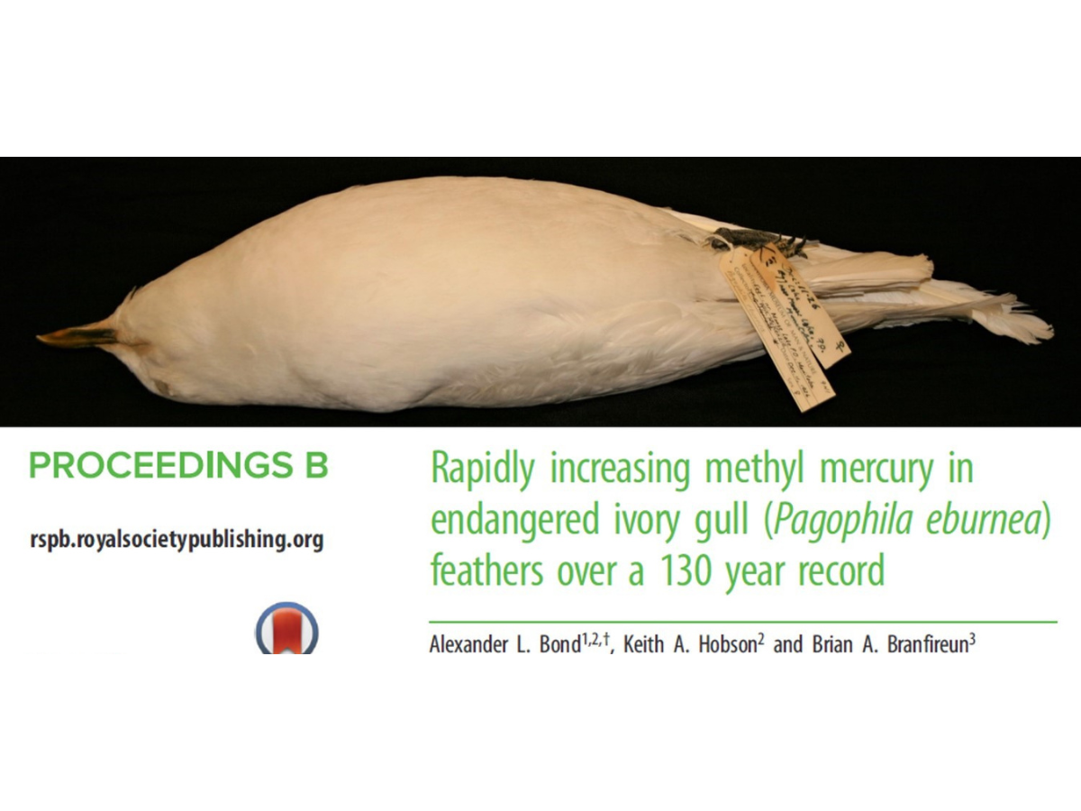 A photograph of a light-coloured bird specimen lying on a dark surface. Embedded text below the photo reads, “Rapdily increasing methyl mercury in endangered ivory gull (Pagophila eburnea) feathers over a 130 year record”.