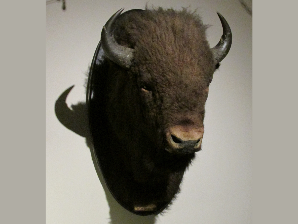 A mounted bison head hanging on a wall.