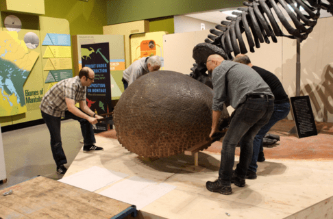 Four individuals works together to lift the Glyptodont carapace onto the wooden platform, holding the wooden rails stapped either end of it.