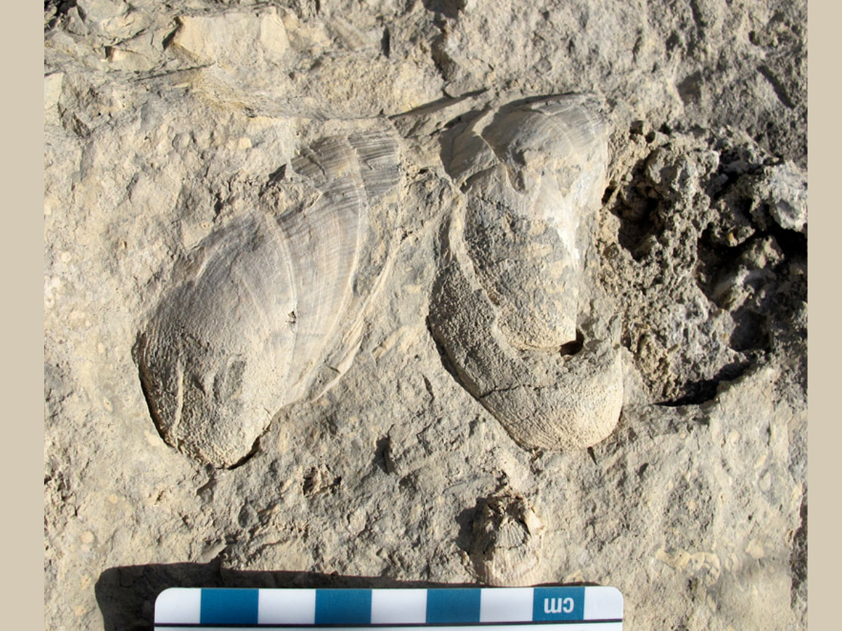 Close-up on rock surface with two shell fossils embedded in it. A size scale card is placed in frame along the bottom.
