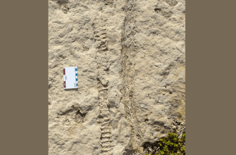 Photograph of a section of rock with an elongated tube-shaped fossil in the surface. A size scale card is placed on the rock beside the fossil.