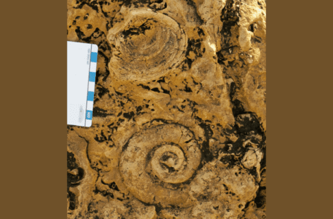 Close-up photo of a section of rock with dark lichens growing on the surface. Two fossils are embedded in the rock, on round and swirled, the other rounded on one side. A size scale card is placed in frame along the left edge.