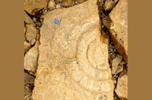 A section of rock with half of a round, swirled fossil embedded in it. A quarter is placed on the rock’s surface for scale.