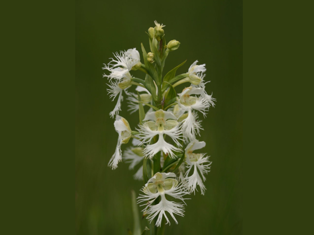 Close-up photograph of the flowers of a Western prairie fringed orchid. Small, fringed white flowers growing clustered at the top of a stem.