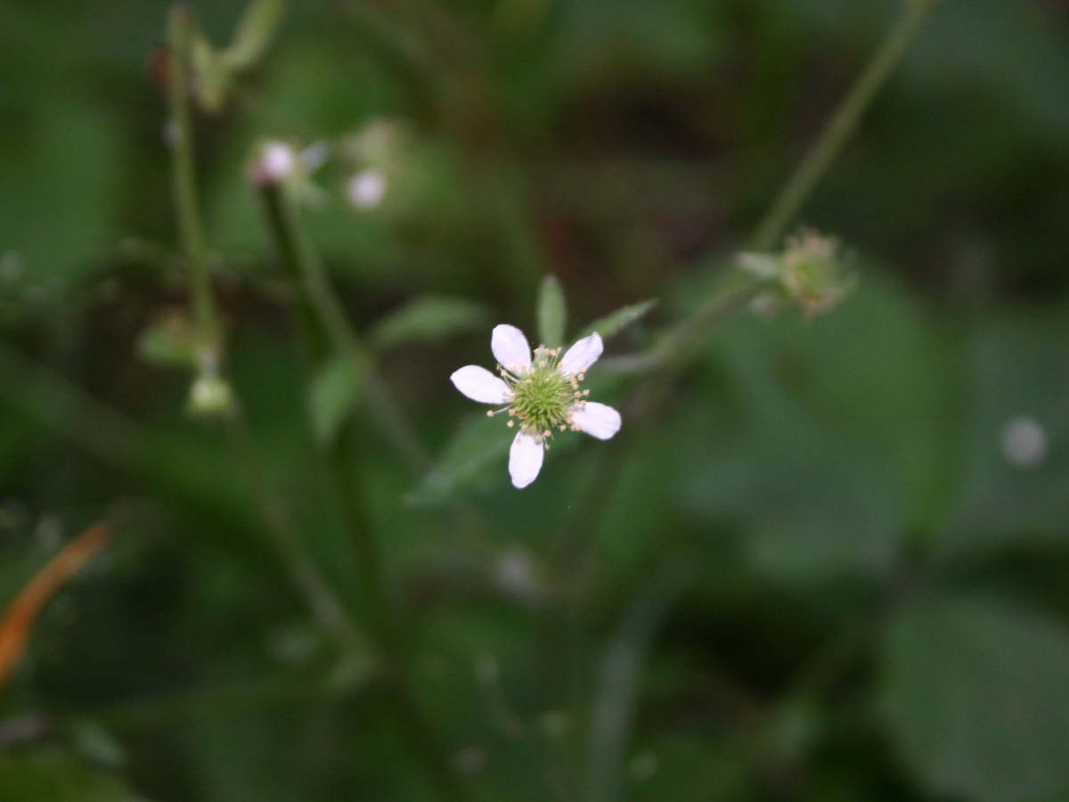 Close-up photograph looking down on a small, white, five-petaled flower. White Avens.