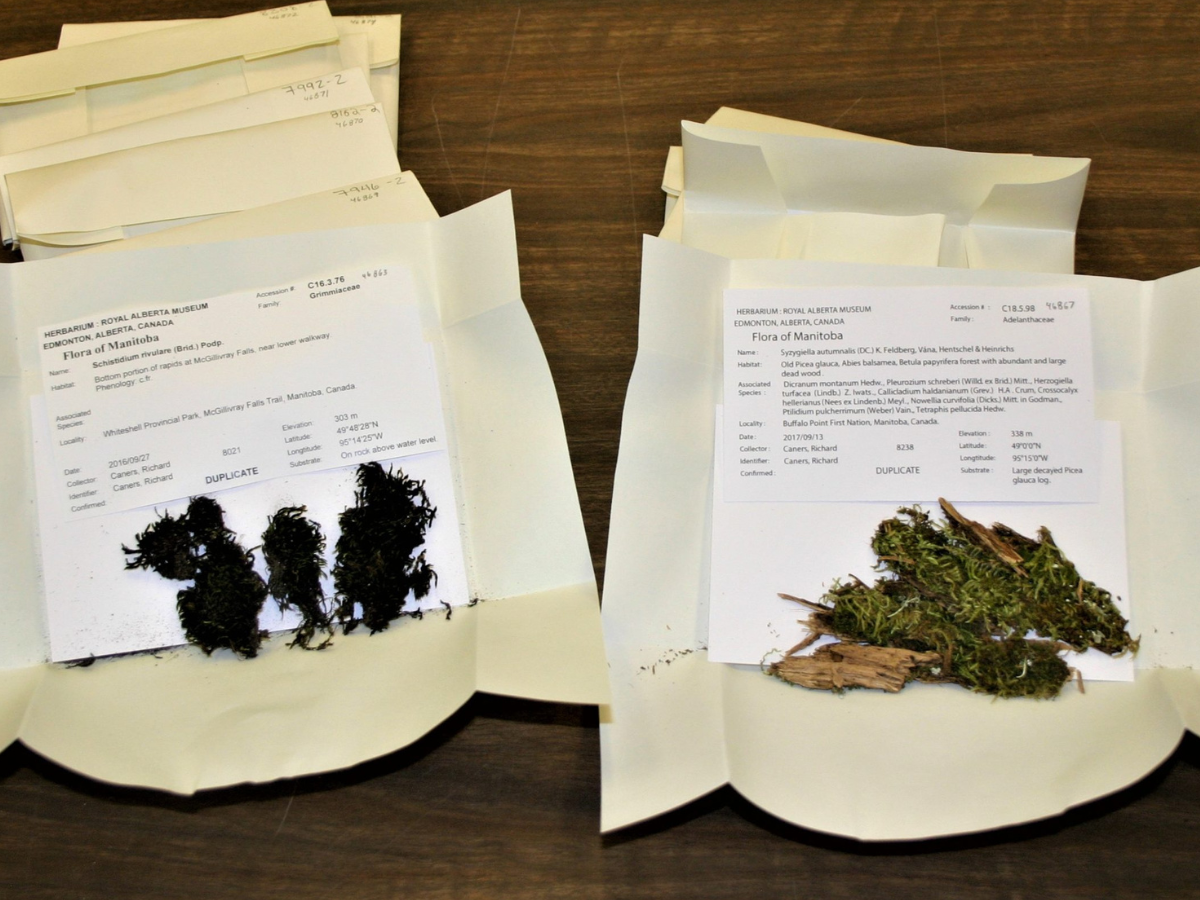 Two unfolded pieces of paper each containing a moss sample (one dark-coloured, one green on small chips of wood), and a typed sheet with specimen details.
