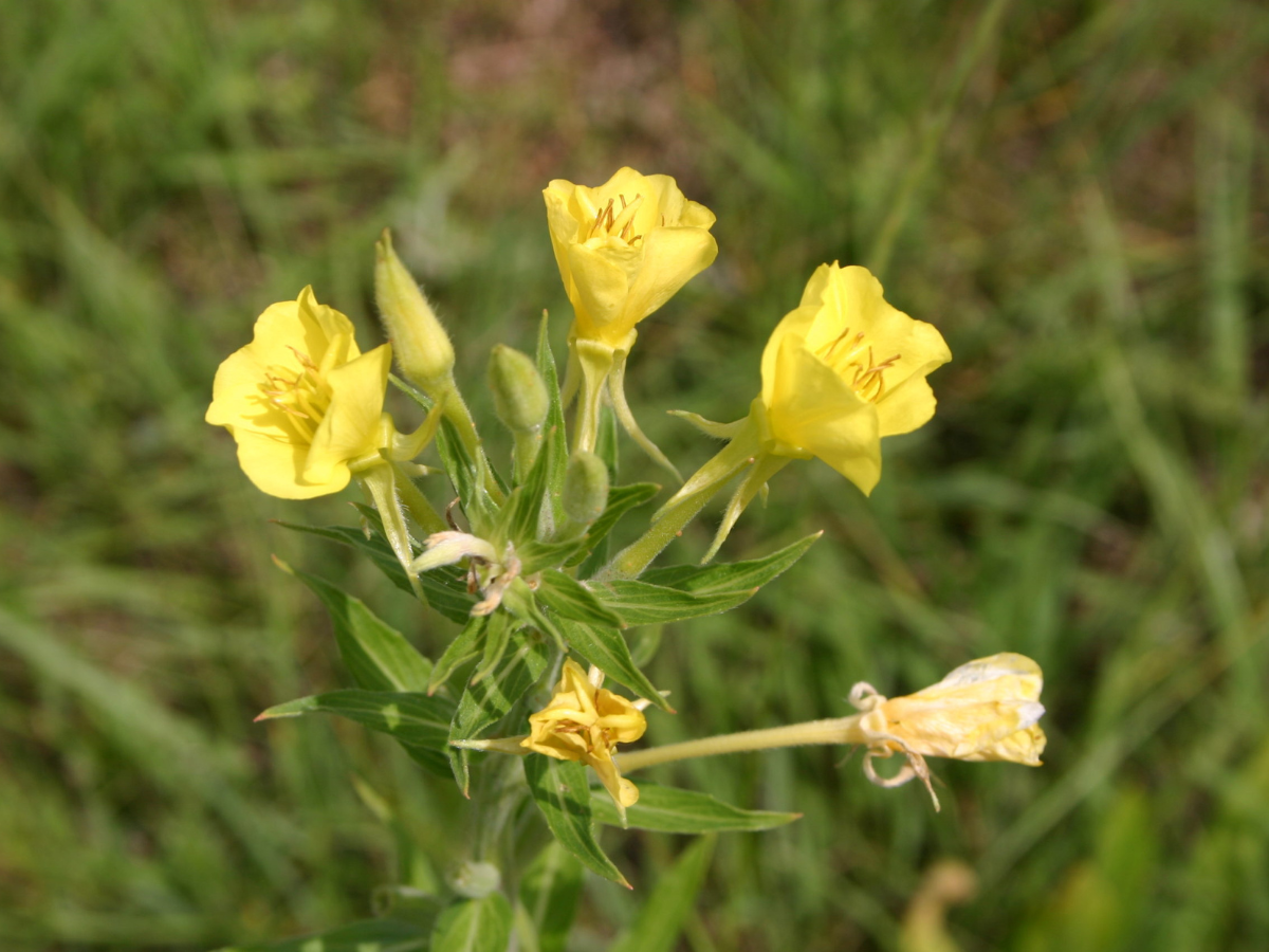 Close-up photograph of a cluster of small, yellow flowers growing from the same stem. Evening Primrose.