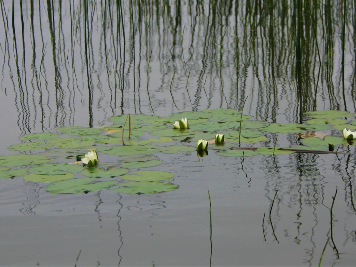 Five white water-lily flowers grow out from a cluster of lily-pads on the water’s surface.