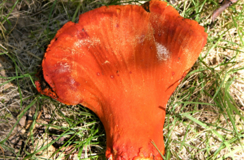 A bright orange mushroom lying picked on the grass.