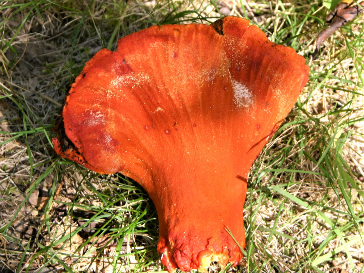 A bright orange mushroom lying picked on the grass.