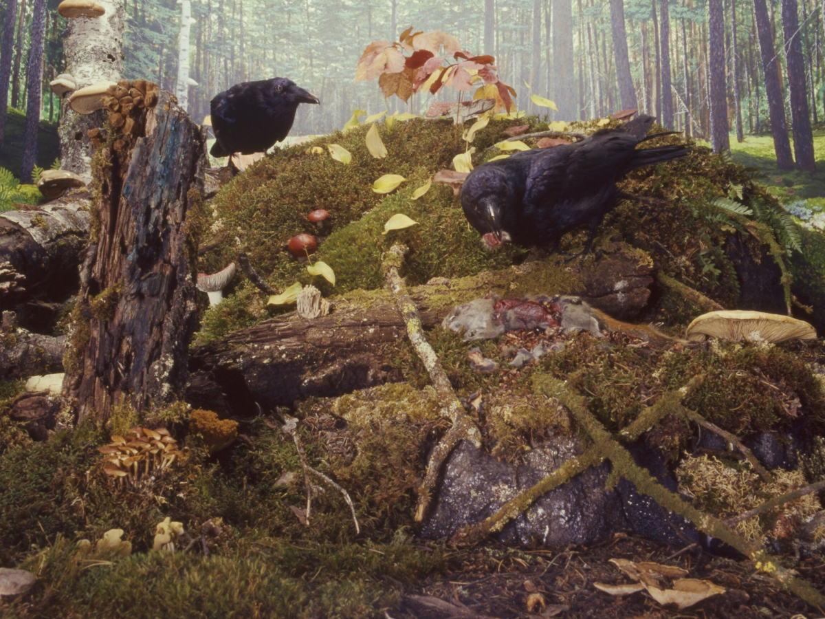 Close view into the Museum’s Decomposer Diorama where two ravens scavenge among mosses, tree stumps, leaves, and mushrooms.