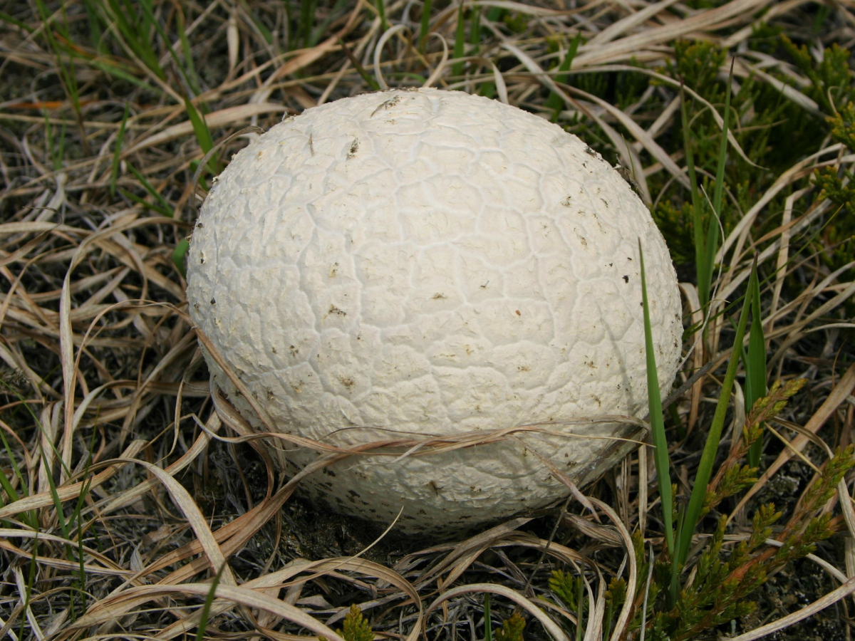 A round white mushroom on the ground surrounded by mostly yellow-brown grass.