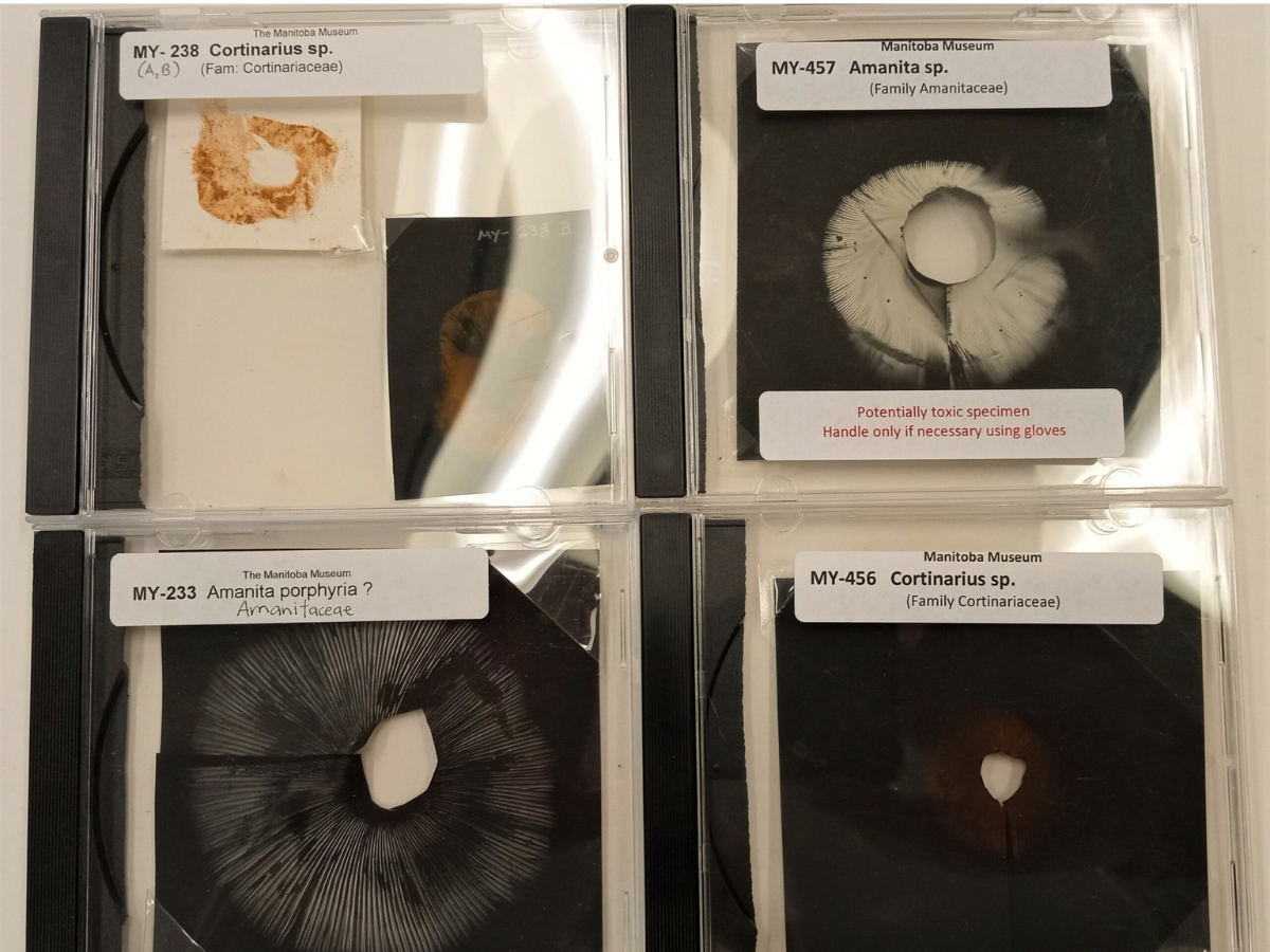 Four CD-ROM cases each containing a sheet with a rounded fungi spore print on it, and a label on the outside of the case.