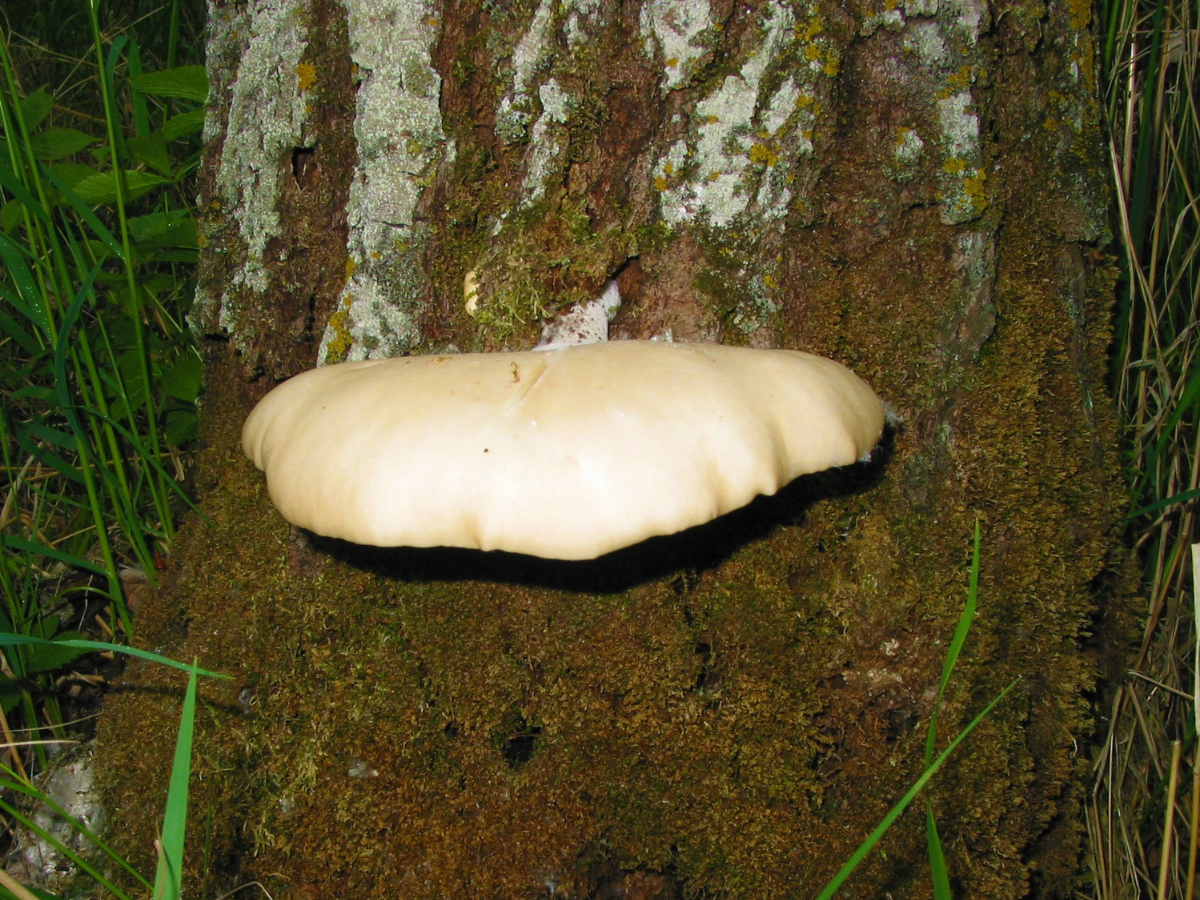 A flat, half-circle white mushroom cap attached on a tree trunk near the ground.