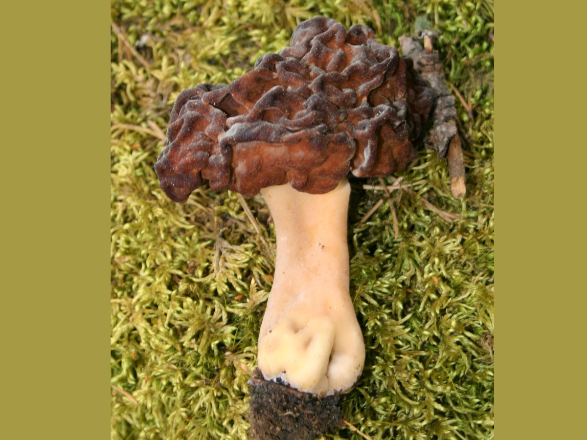 A mushroom with a ridge brown cap and a light-coloured stem lying on green moss.
