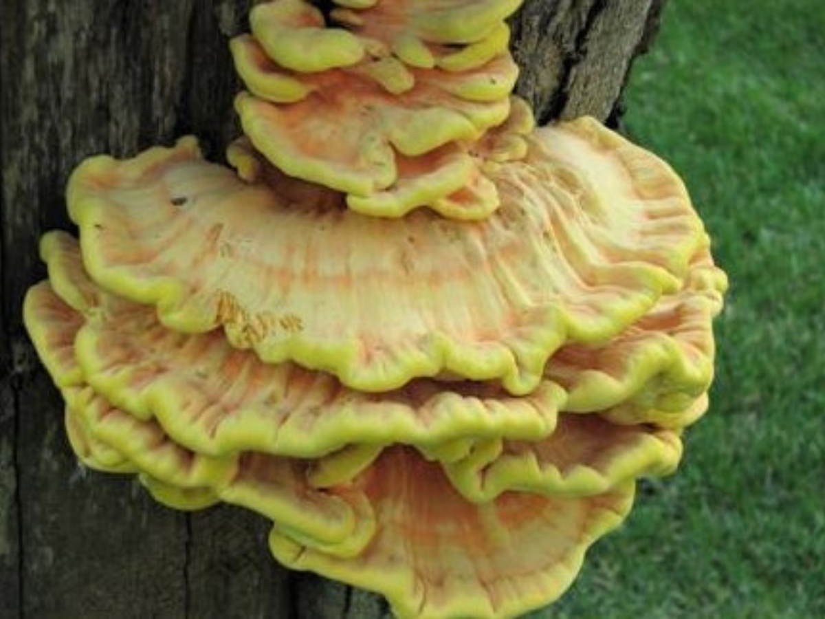 A multi-layered orange-yellow mushroom growing off the side of a tree truck.