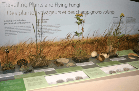 Museum display featuring plants, seeds, and fungi of the prairies alongside descriptive text panels.