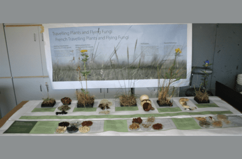 A test version of a Museum display featuring plants, seeds, and fungi of the prairies place in front of and alongside printed text pages to provide a mock-up of the final exhibit.