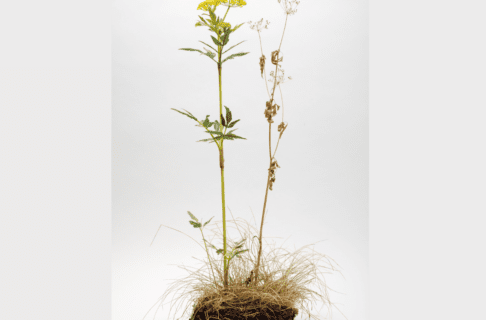 A model plant showing a long stalk with green leaves and clusters of small, yellow flowera at the top growing out of a small patch of earth. Next to it is a version of the same plant at the end of the growing season – brown and dried.