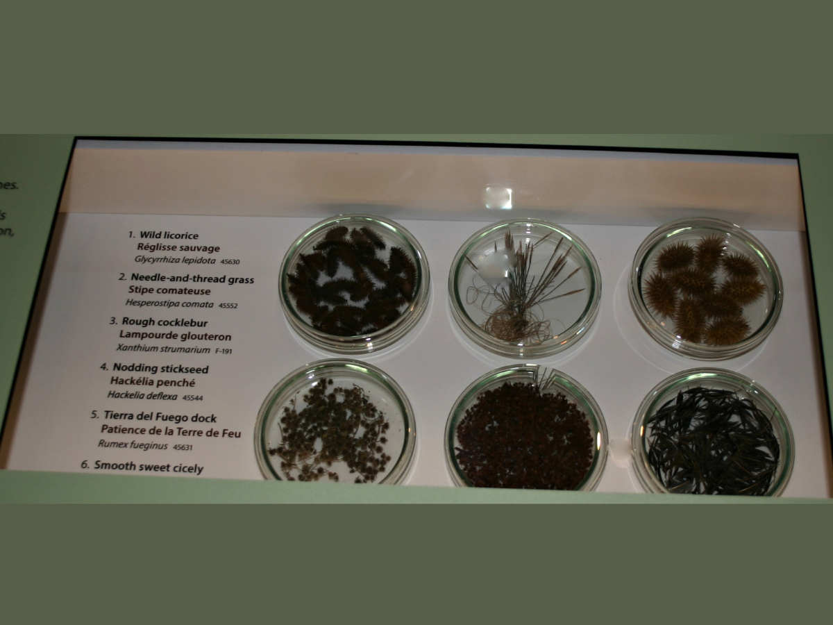 Close-up view into one portion of the exhibit case, displaying six specimen dishes containing fruits and seeds alongside descriptive text.