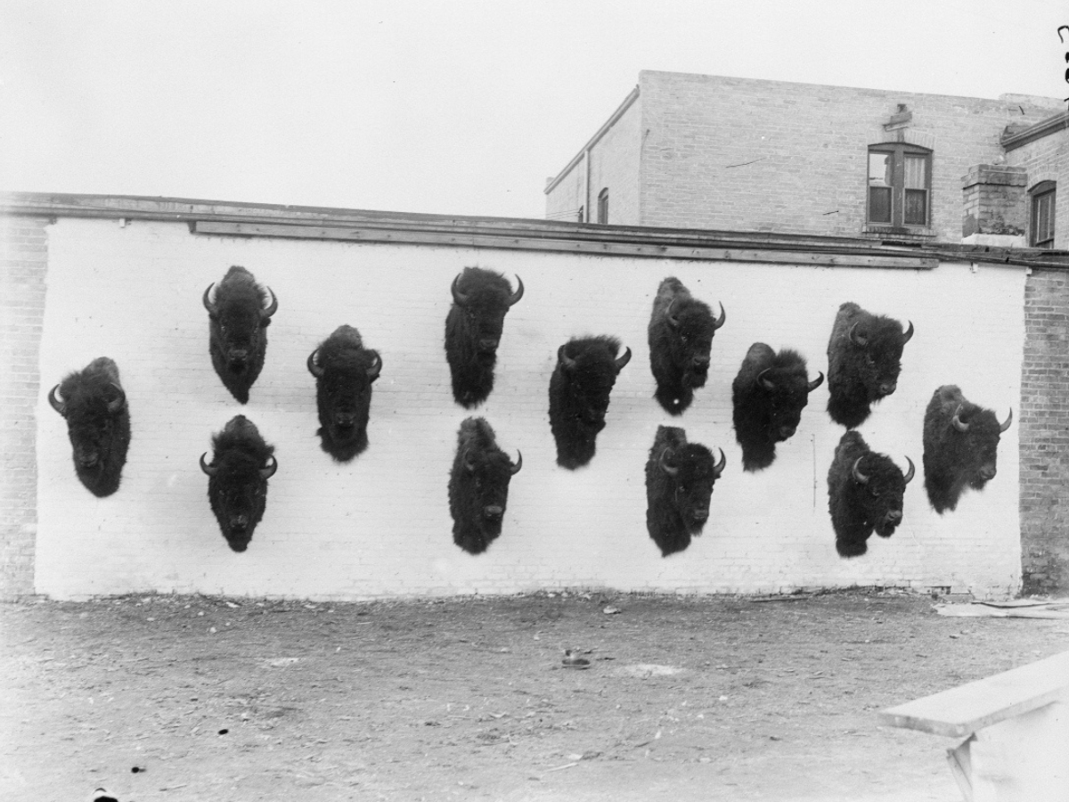 Black and white photograph of thriteen mounted bison heads hanging on a light coloured exterior wall.