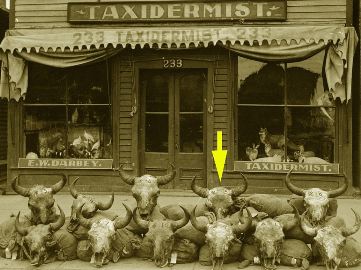 Sephia-toned photograph of eleven bison skulls placed along a pile of filled sacks in front of a store with a superimposed yellow arrow pointing to one of the skulls. The main store sign reads, “TAXIDERMIST” and smaller signs in front of the windows read, “E.W. Darbey / Taxidermist”.