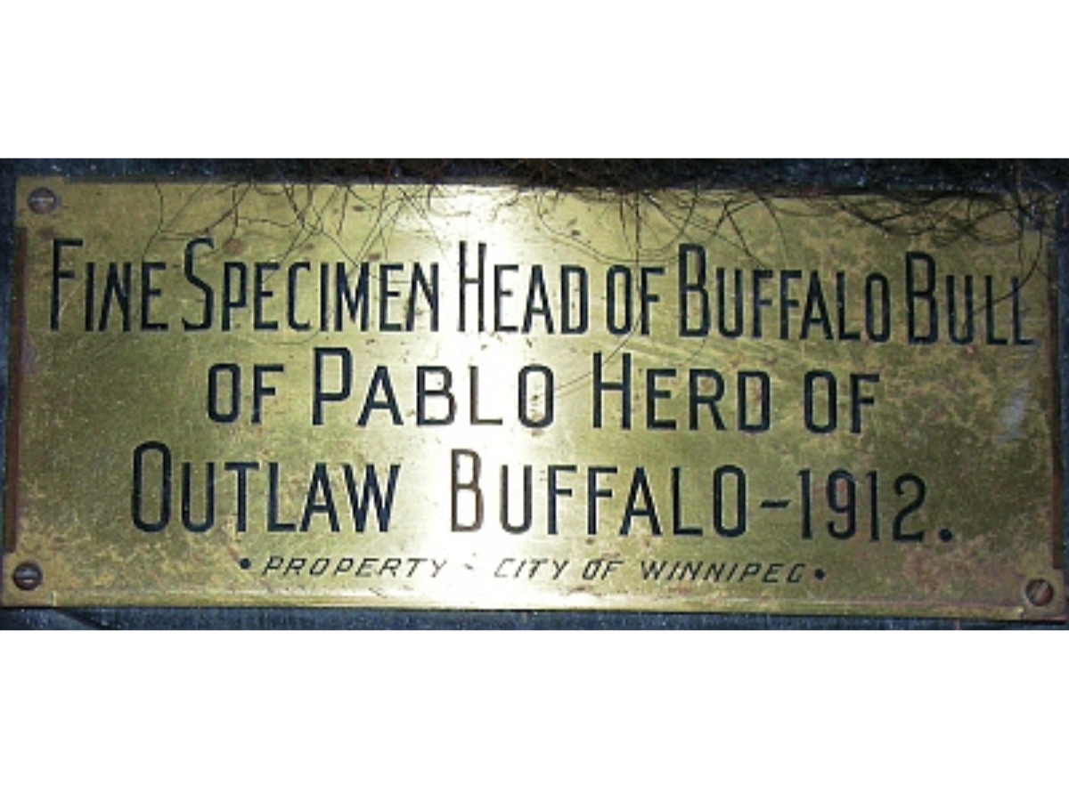An engraved plaque plate reading, “Fine Specimen Head of Buffalo Bull of Pablo Herd of Outlaw Buffalo – 1912 / Property City of Winnipeg”.