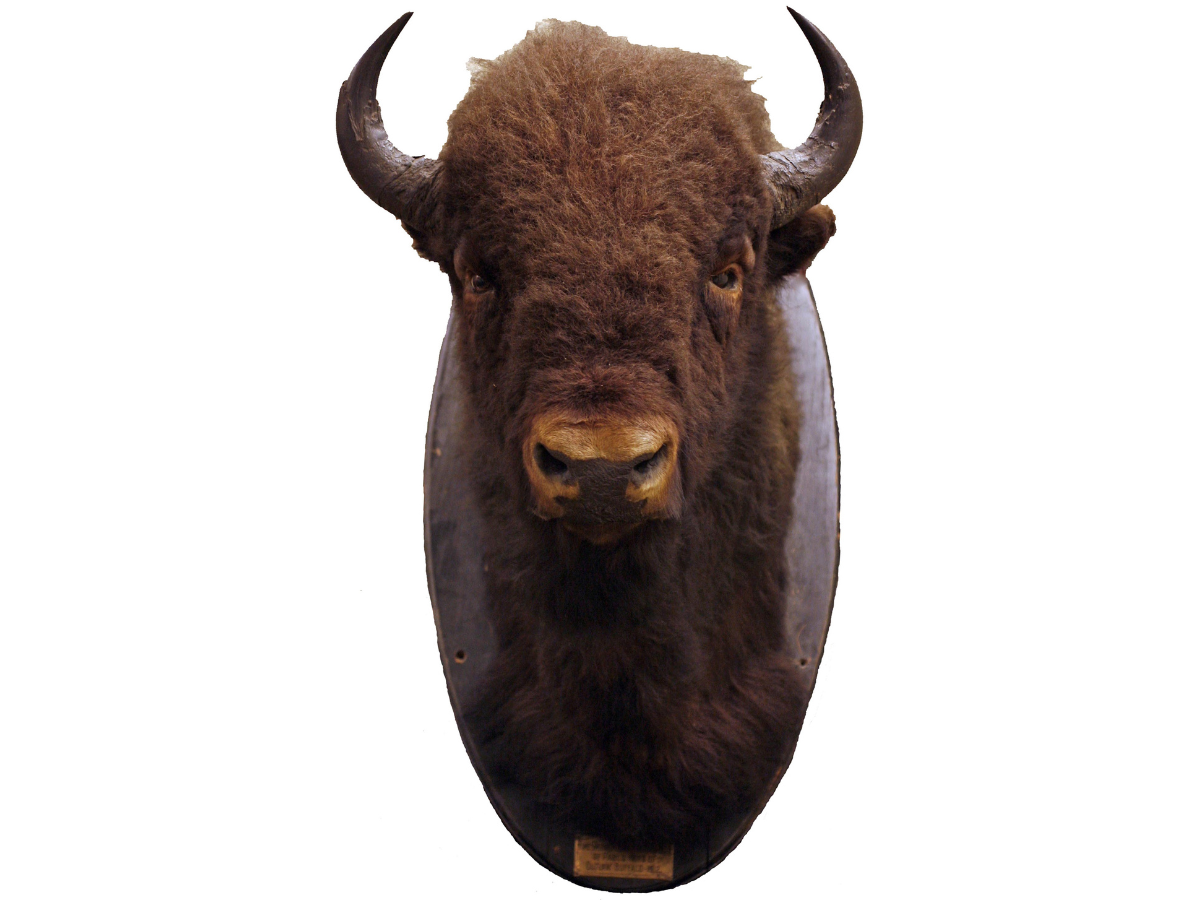 Close-up of a mounted bison head.