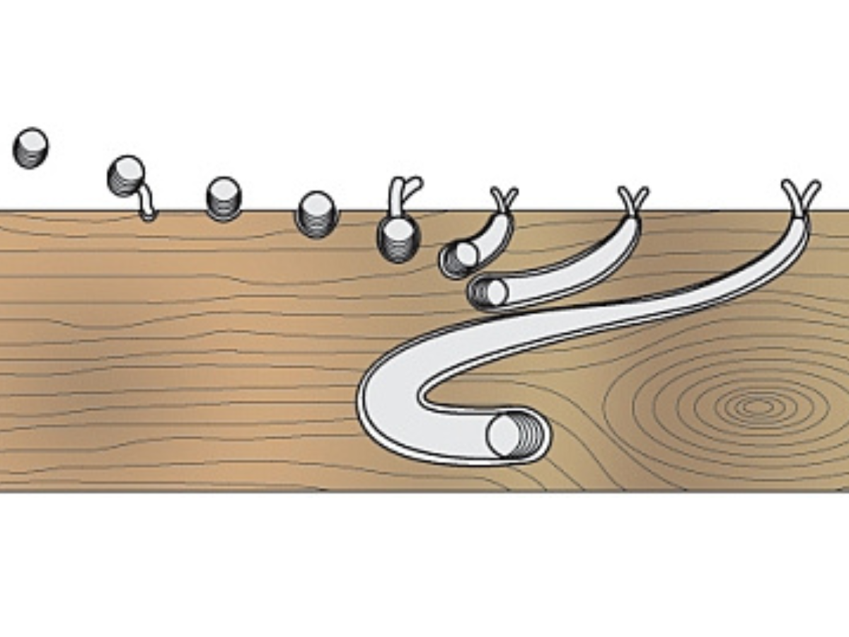 An illustration demonstrating the growth stages of shipworm, starting from a small hole and growing into a long, curved tube through the wood. As the worm growing further into the wood, two small siphons at the back end remain at the surface of the wood.