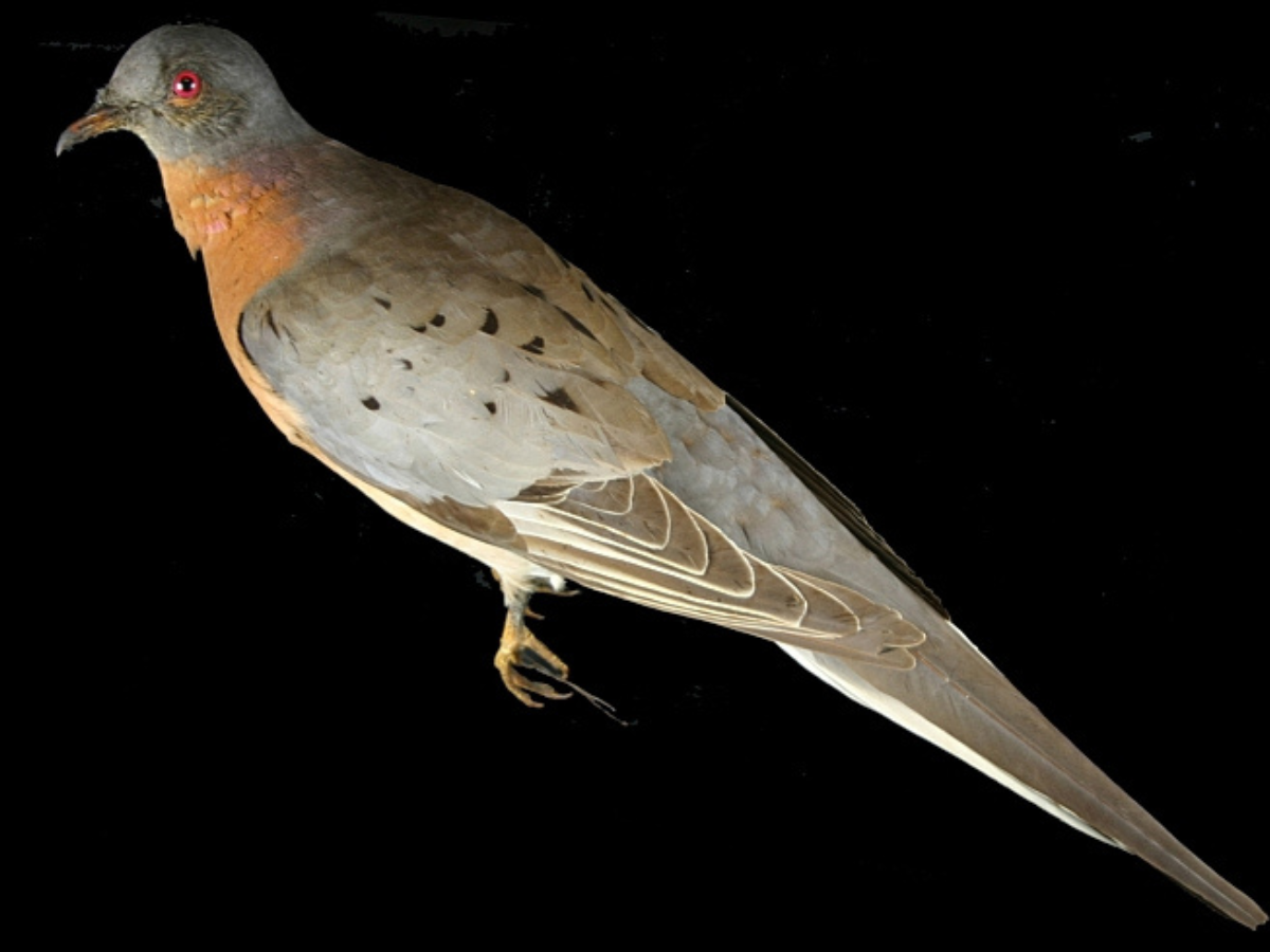 A Passenger pigeon specimen laying on a black background.
