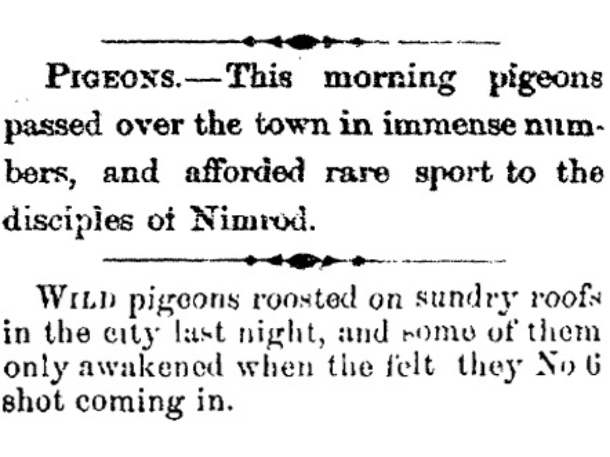 Old newspaper clipping reading, “Pigeons. – This morning pigeons passed over the town in immense numbers, and afforded rare sport to the disciples of Nimrod. / Wild pigeons roosted on sundry roofs in the city last night, and some of them only awakened when the felt they No 6 shot coming in.”