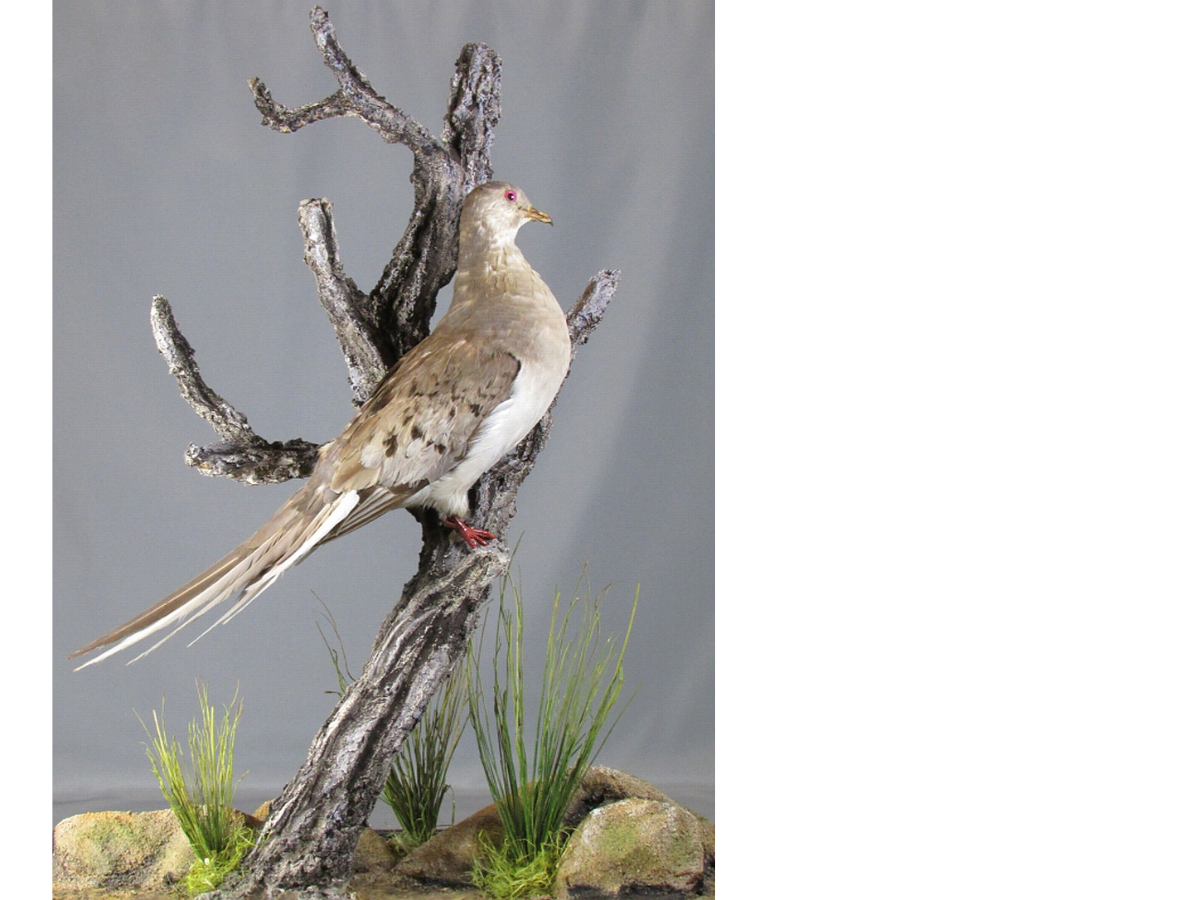 A passenger pigeon specimen posed on a low tree branch in a mini stand-alone diorama.