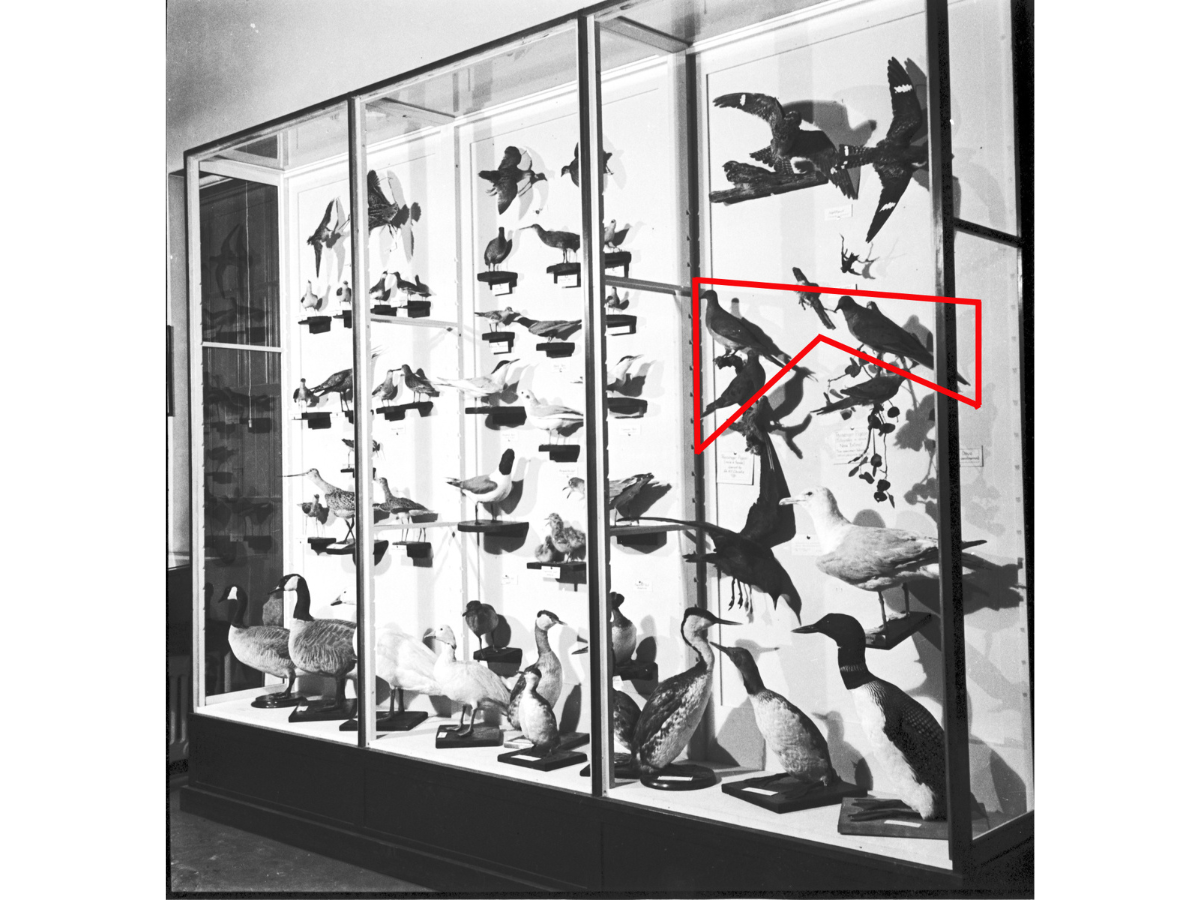 Black and white photograph of a glass display case containing many bird specimens. Three birds are digitally outline in red.
