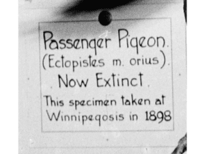 Close-up of a museum label reading, “Passenger Pigeon. / (Ectopistes m. oris). / Now Extinct. / This specimen taken at Winnipegosis in 1898”. 