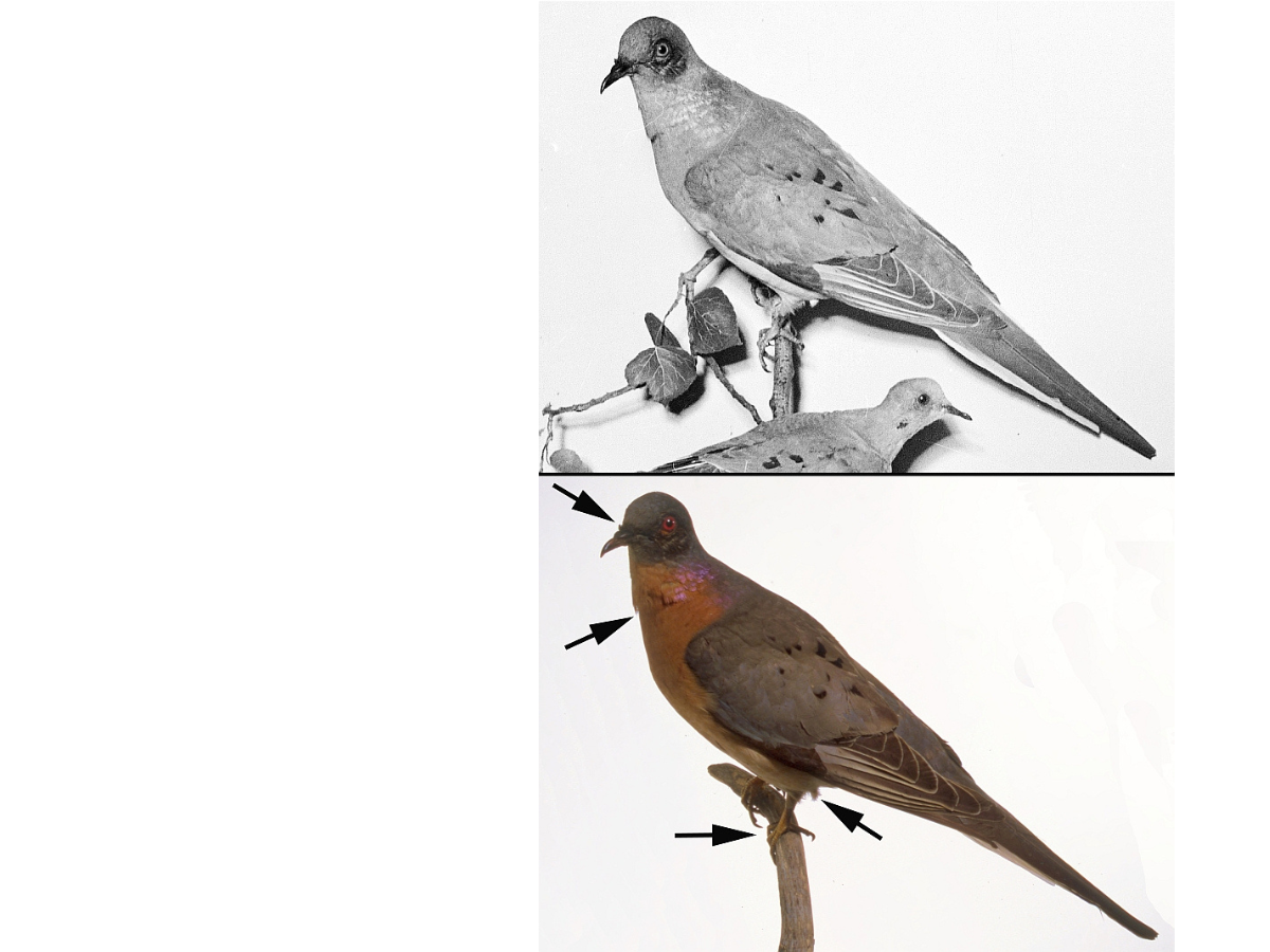 Two photographs side-by side. Top, a black and white photo of a passenger pigeon specimen on a small tree branch. Underneath is a colour phtoograph of the same specimen on a different small branch mount.
