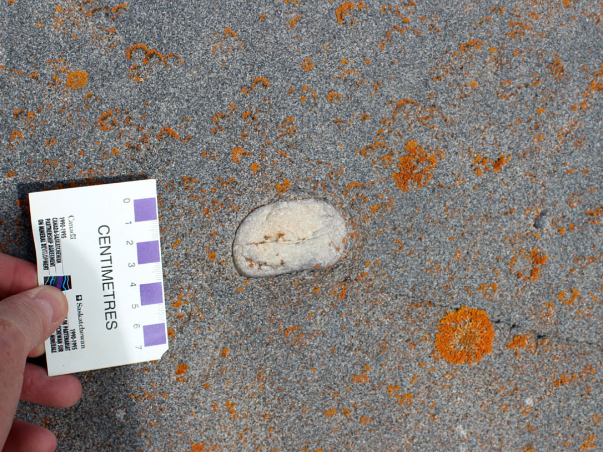 Close-up of a section of Churchill quartzite that has a rounded white peice of another stone in the middle. From the left edge, a hand holds a size scale into frame. Orange lichen is growing on the surface of the quartzite.