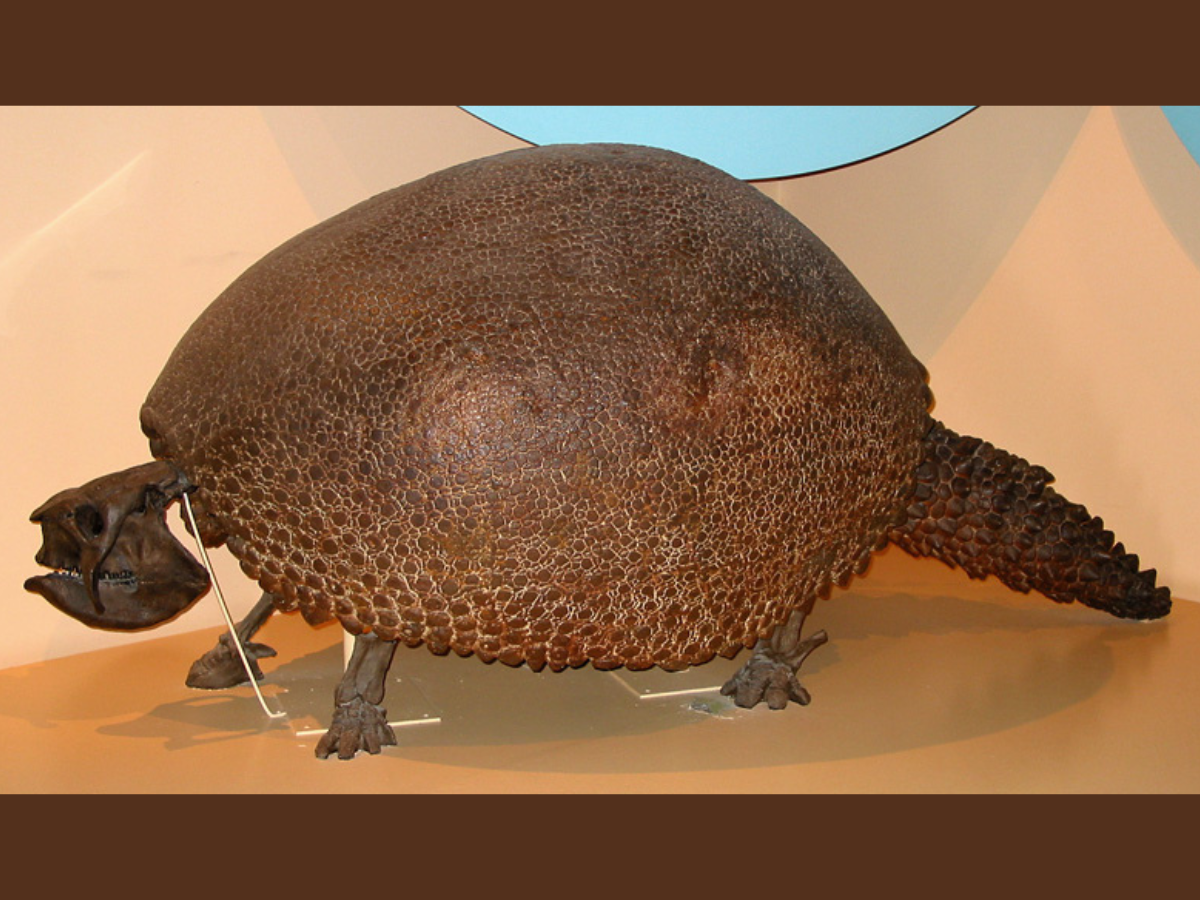 Close-up photograph of the Glyptodont: a four-legged creature with a large, rounded, armoured shell, and thick armoured tail reaching the ground.