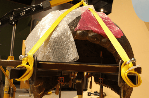 View from the front of the Glyptodont shell showing steel beams running insider it at either side and attached with thick yellow straps to the engine hoist above. Bubble wrap placed on the shell protects it from the friction of the straps.