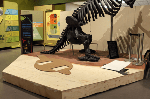A display platform with a large fossil standing on its hind legs with its tail stretching behind it (Megatherium). The fossil’s head and arms are out of frame. A wooden additon has been added to the platform to the right of the Megatherium and a cardboard cutout in the shape of the Glyptodont lies on the top of the new addition.